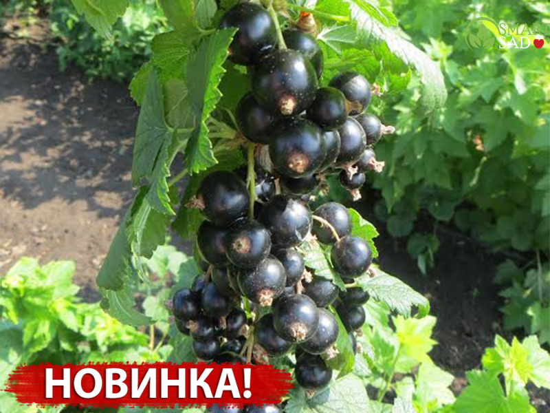 Черная Смородина Велой Описание Сорта Фото