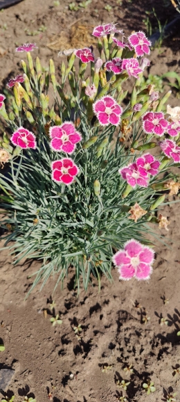 Гвоздика двоколірна багаторічна