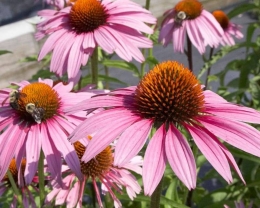 Ехінацея пурпурова