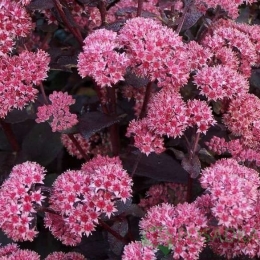 Очиток видний Jose Aubergine