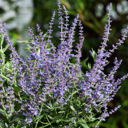 Перовскі лебедолиста Little Spire