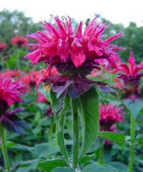 Монарда гібридна Marshalls Delight