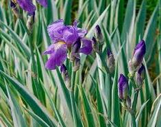 Ірис щетинистий Variegata
