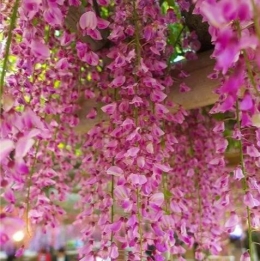 Гліцинія рожева Rosea