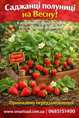 Саджанці полуниці